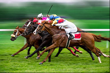 Horses in a neck and neck race.